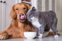 Chat ou chien en cadeau de Noël pour la famille : le pour, le contre