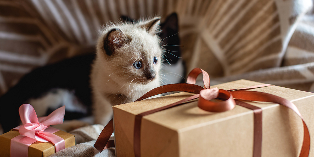 10 idées de cadeaux de Noël offrir à son chat !