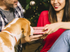 10 idées de cadeaux de Noël offrir à son chien !