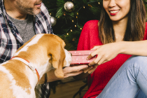 10 idées de cadeaux de Noël offrir à son chien !